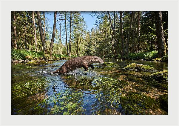 River Otter Playing In Stream