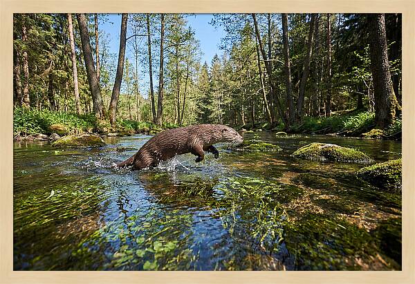 River Otter Playing In Stream