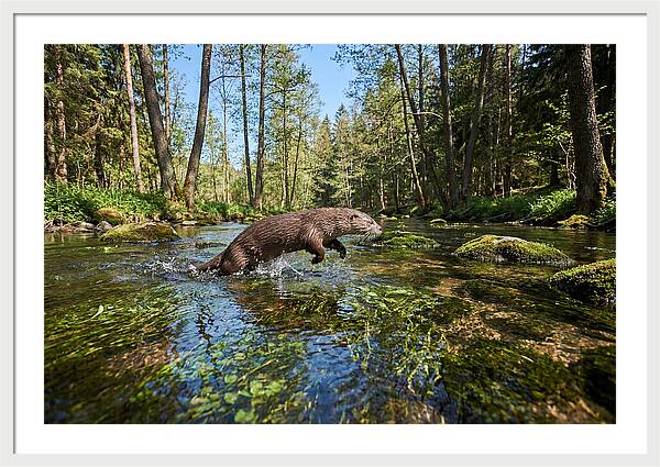 River Otter Playing In Stream