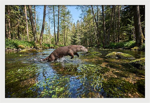 River Otter Playing In Stream