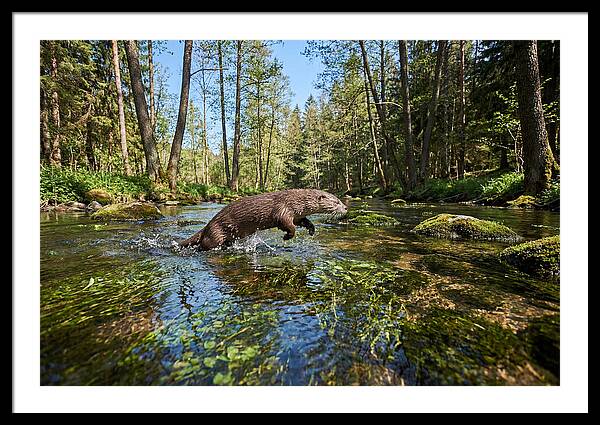 River Otter Playing In Stream