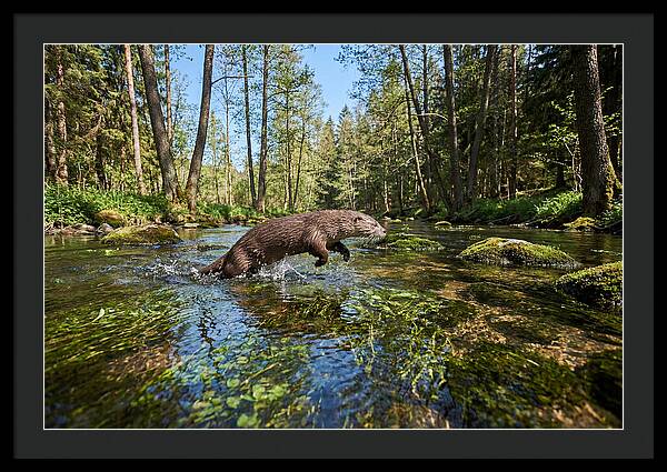 River Otter Playing In Stream