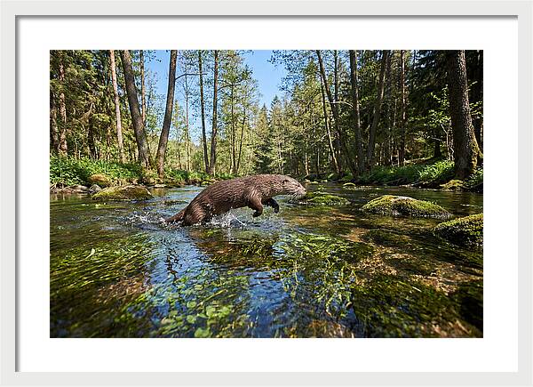 River Otter Playing In Stream