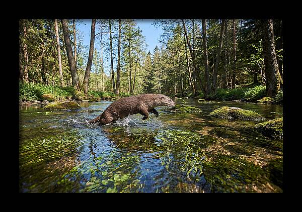 River Otter Playing In Stream
