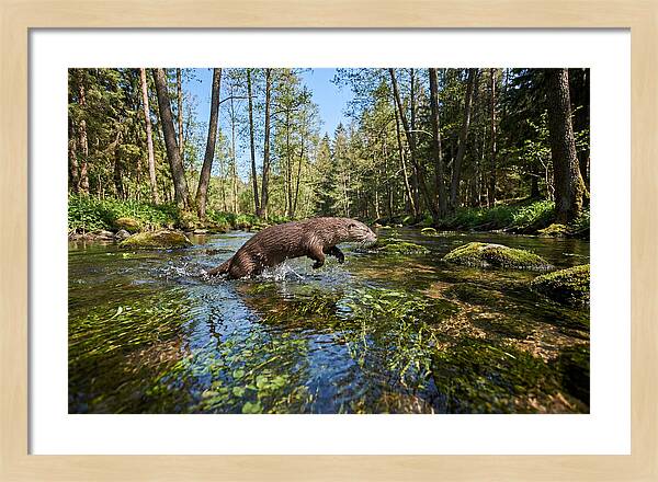 River Otter Playing In Stream