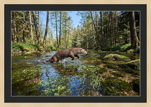 River Otter Playing In Stream