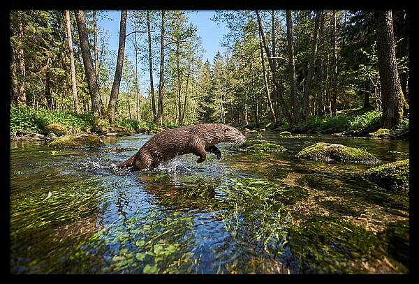 River Otter Playing In Stream