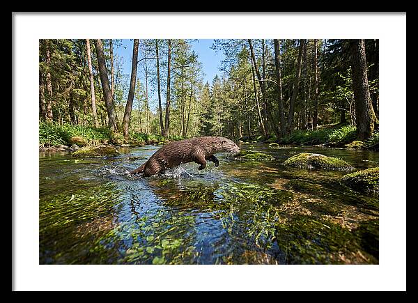 River Otter Playing In Stream