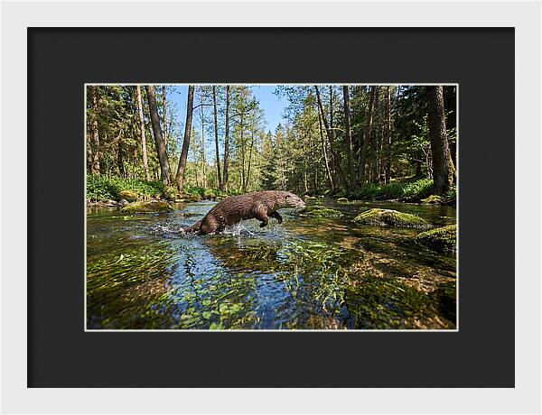 River Otter Playing In Stream
