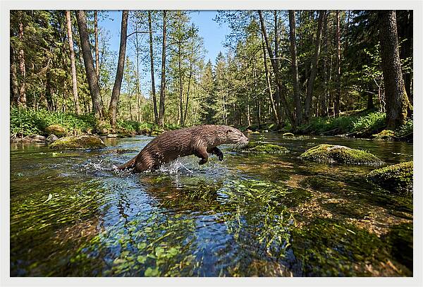River Otter Playing In Stream