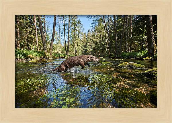 River Otter Playing In Stream