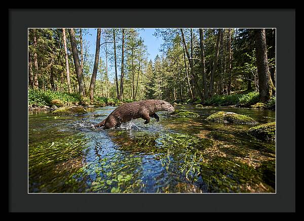 River Otter Playing In Stream