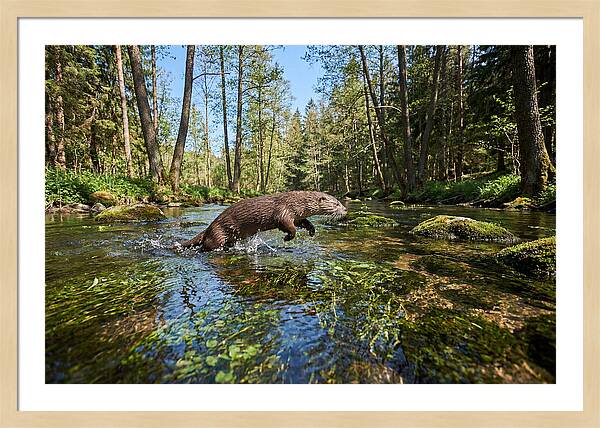 River Otter Playing In Stream