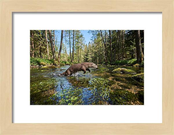 River Otter Playing In Stream