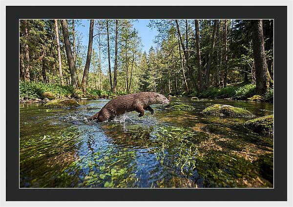 River Otter Playing In Stream