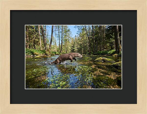 River Otter Playing In Stream