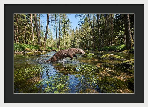River Otter Playing In Stream