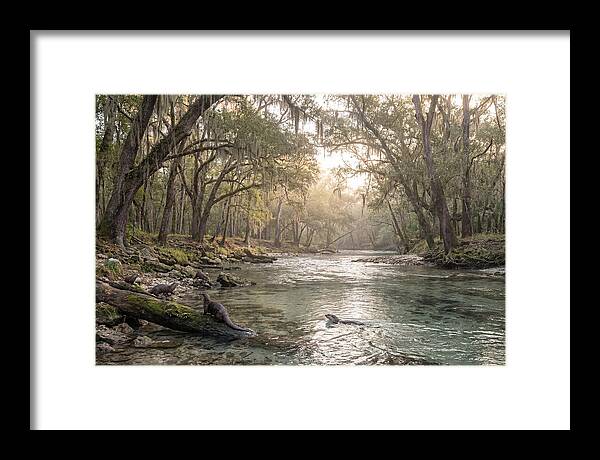 River Otters In Tranquil Waters