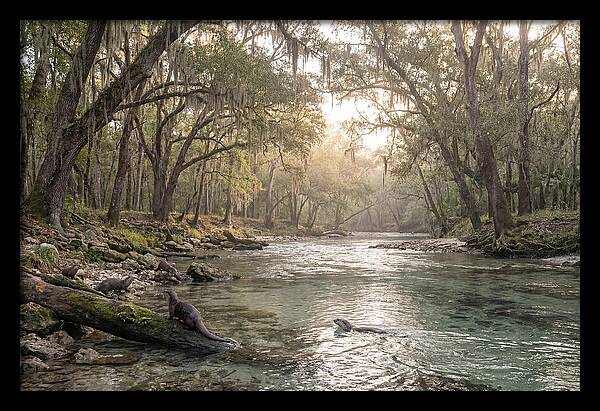 River Otters In Tranquil Waters