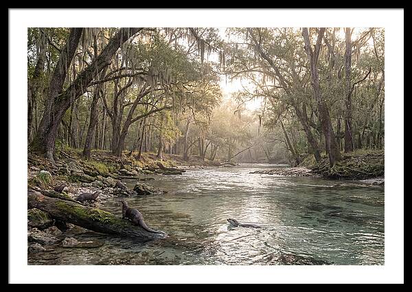 River Otters In Tranquil Waters
