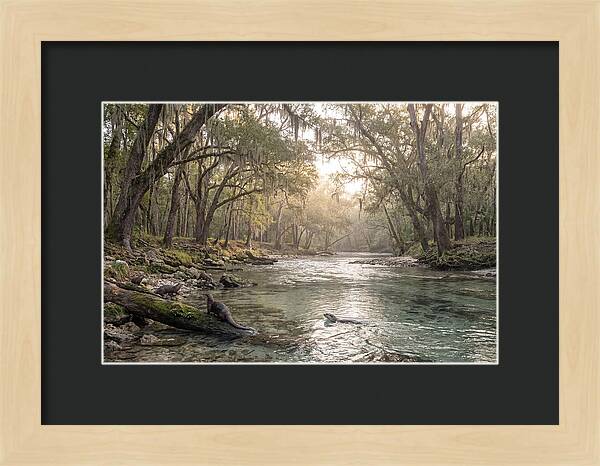 River Otters In Tranquil Waters