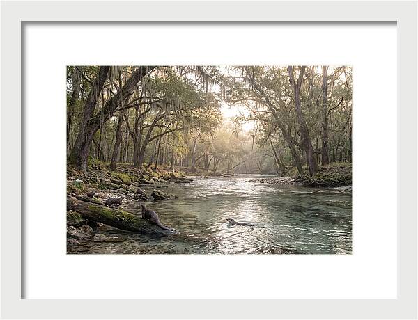 River Otters In Tranquil Waters