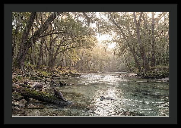 River Otters In Tranquil Waters