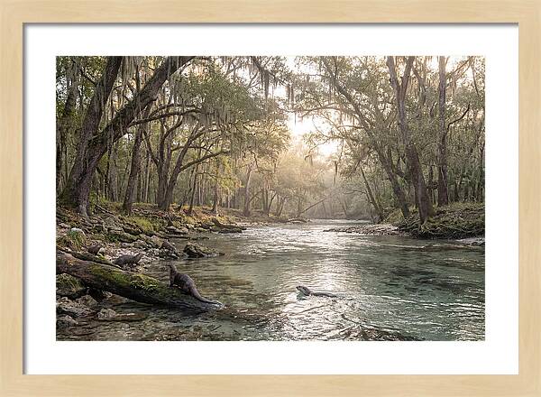 River Otters In Tranquil Waters