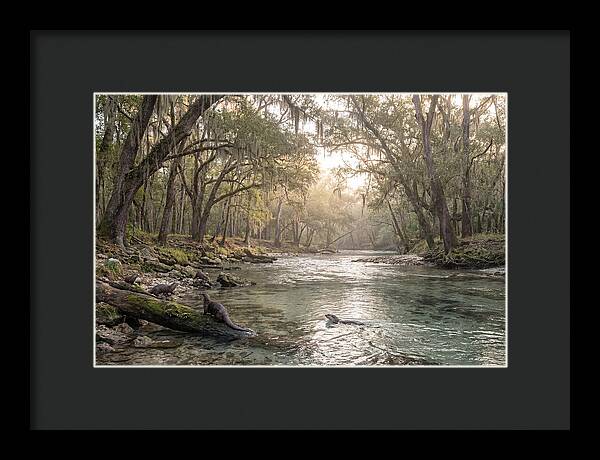 River Otters In Tranquil Waters