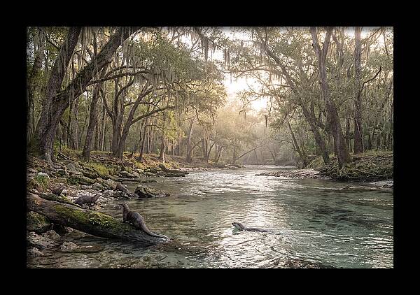 River Otters In Tranquil Waters