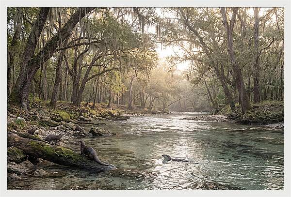 River Otters In Tranquil Waters
