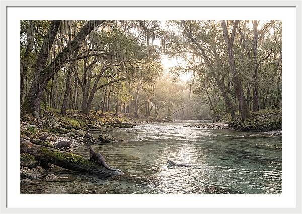 River Otters In Tranquil Waters