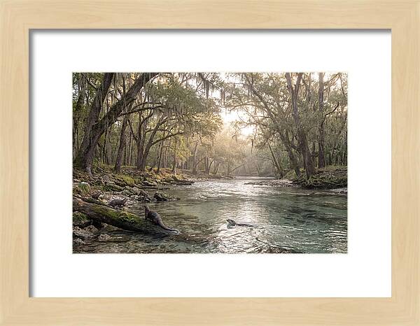 River Otters In Tranquil Waters