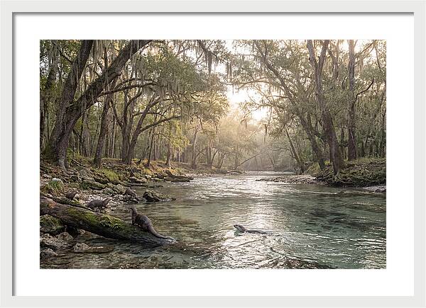 River Otters In Tranquil Waters