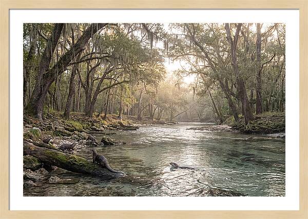 River Otters In Tranquil Waters