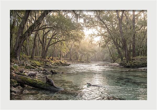 River Otters In Tranquil Waters
