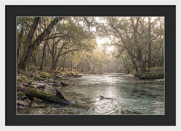River Otters In Tranquil Waters