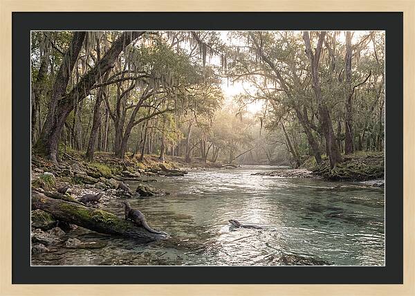 River Otters In Tranquil Waters