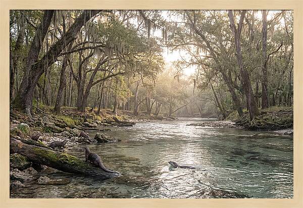 River Otters In Tranquil Waters