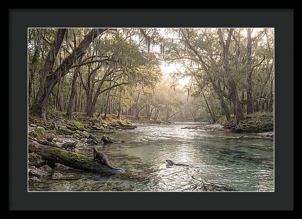 River Otters In Tranquil Waters