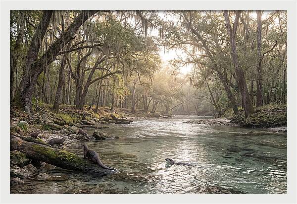 River Otters In Tranquil Waters