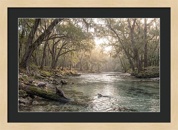 River Otters In Tranquil Waters