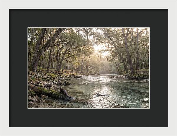 River Otters In Tranquil Waters