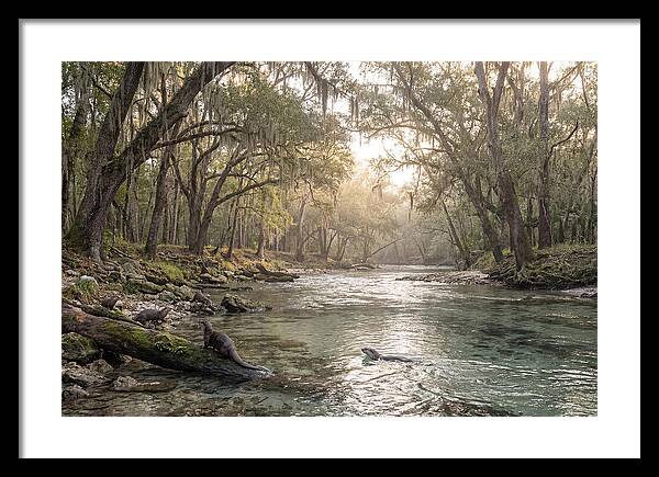 River Otters In Tranquil Waters