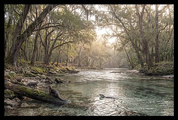 River Otters In Tranquil Waters