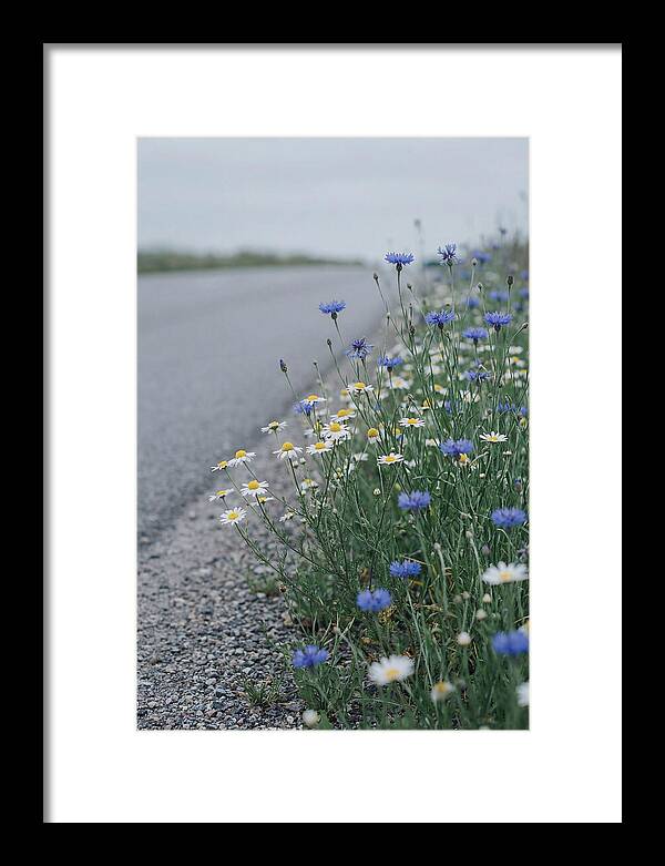Roadside Wildflower Serenity