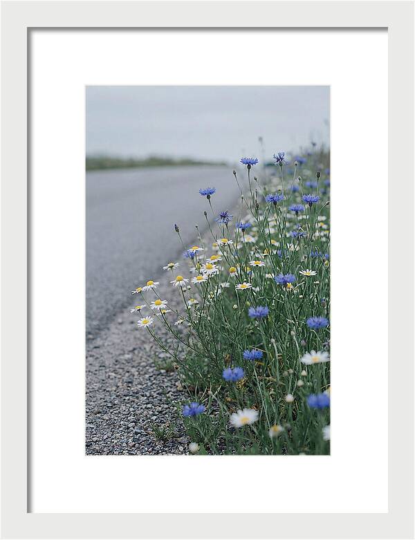 Roadside Wildflower Serenity