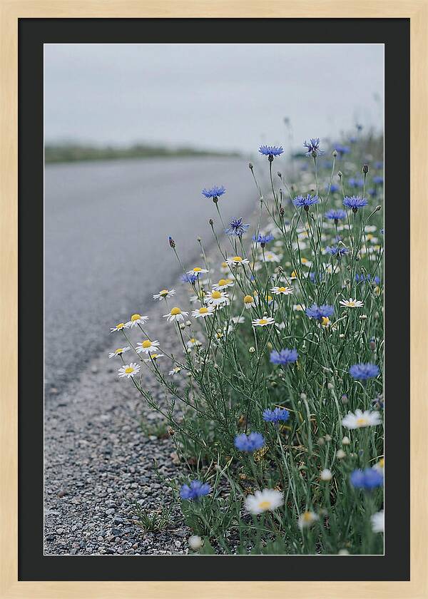 Roadside Wildflower Serenity