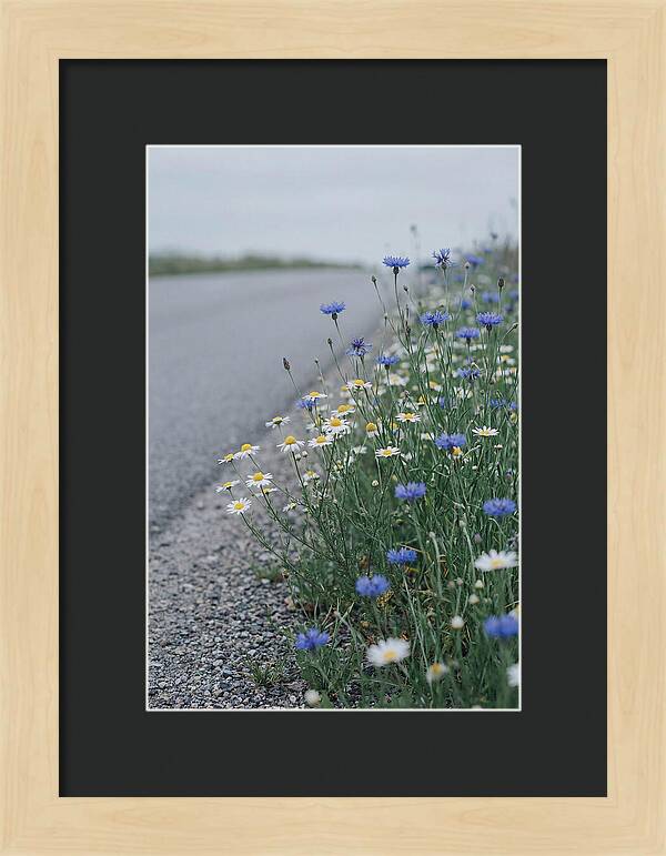 Roadside Wildflower Serenity