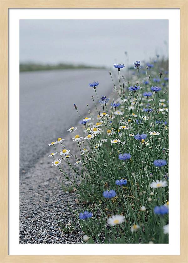Roadside Wildflower Serenity